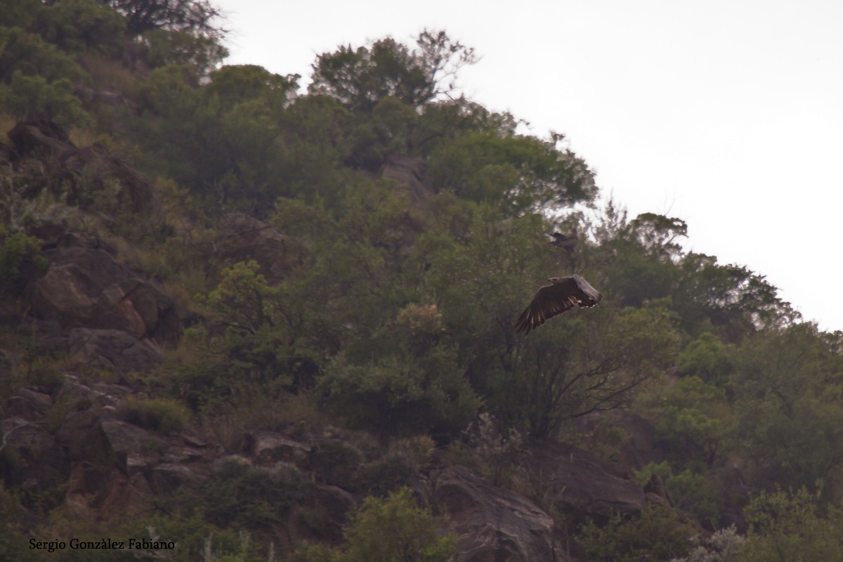 Águila de Azara - ML120442501