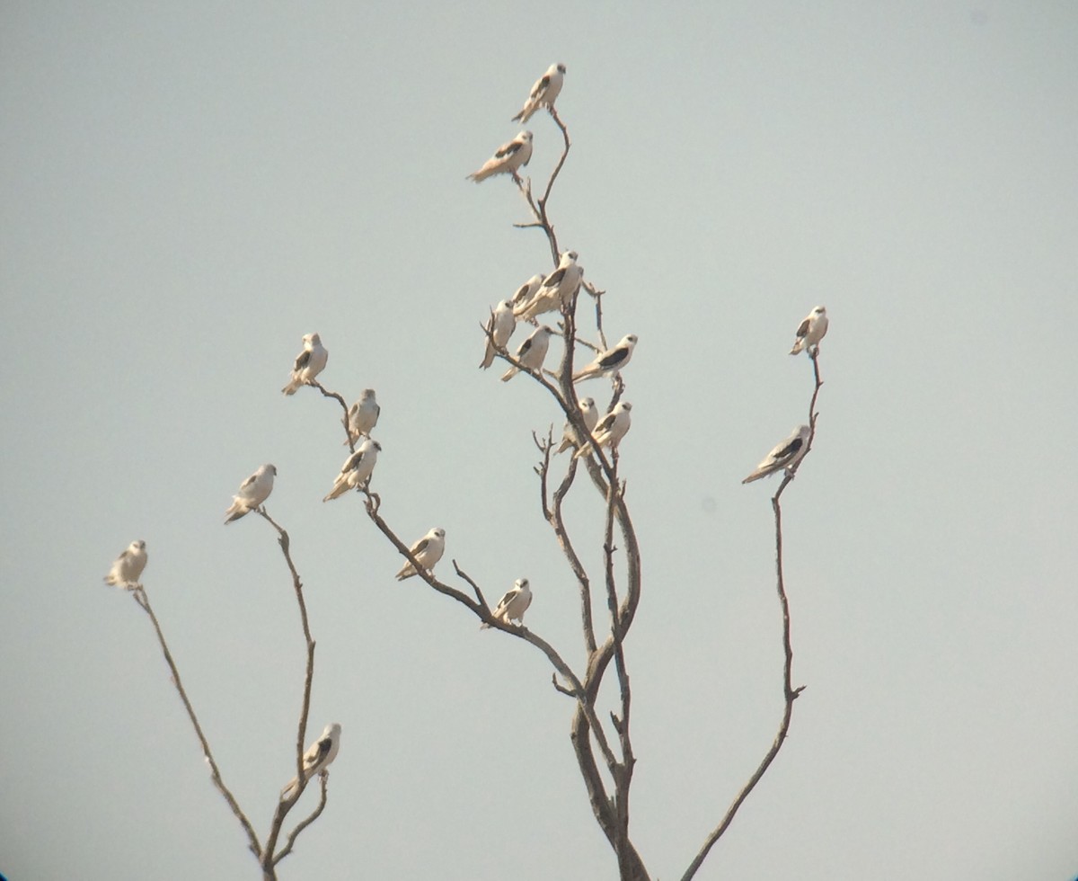 Letter-winged Kite - ML120444421