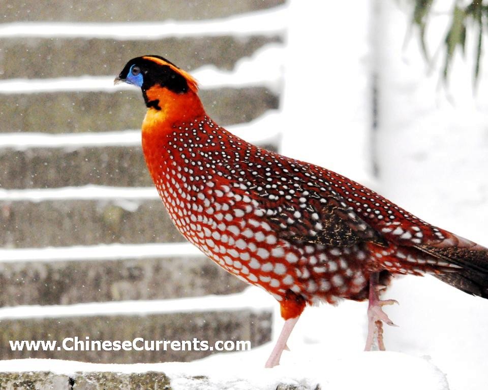 Temminck's Tragopan - Steve Bale