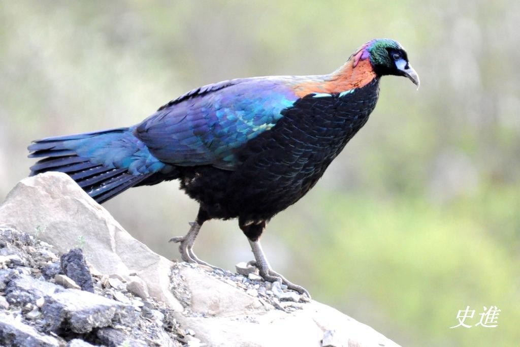 Chinese Monal - Steve Bale