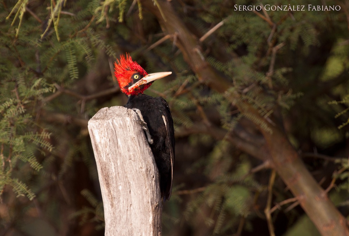 Cream-backed Woodpecker - Sergio González Fabiano