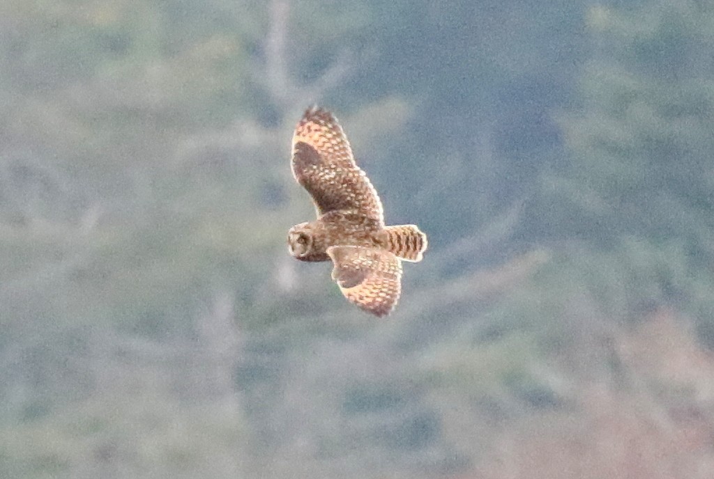 Short-eared Owl - Warren Cronan