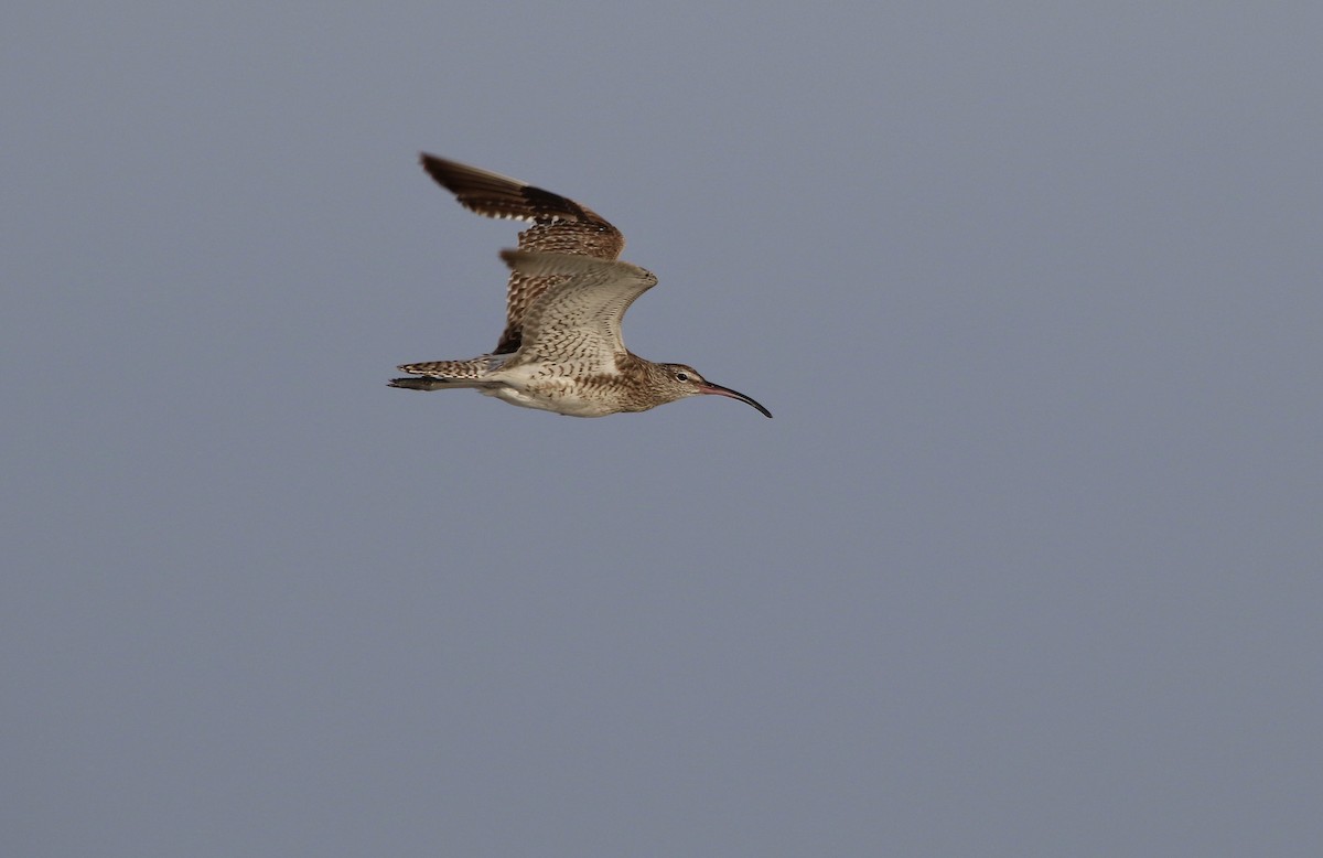 Whimbrel - Mike Potter