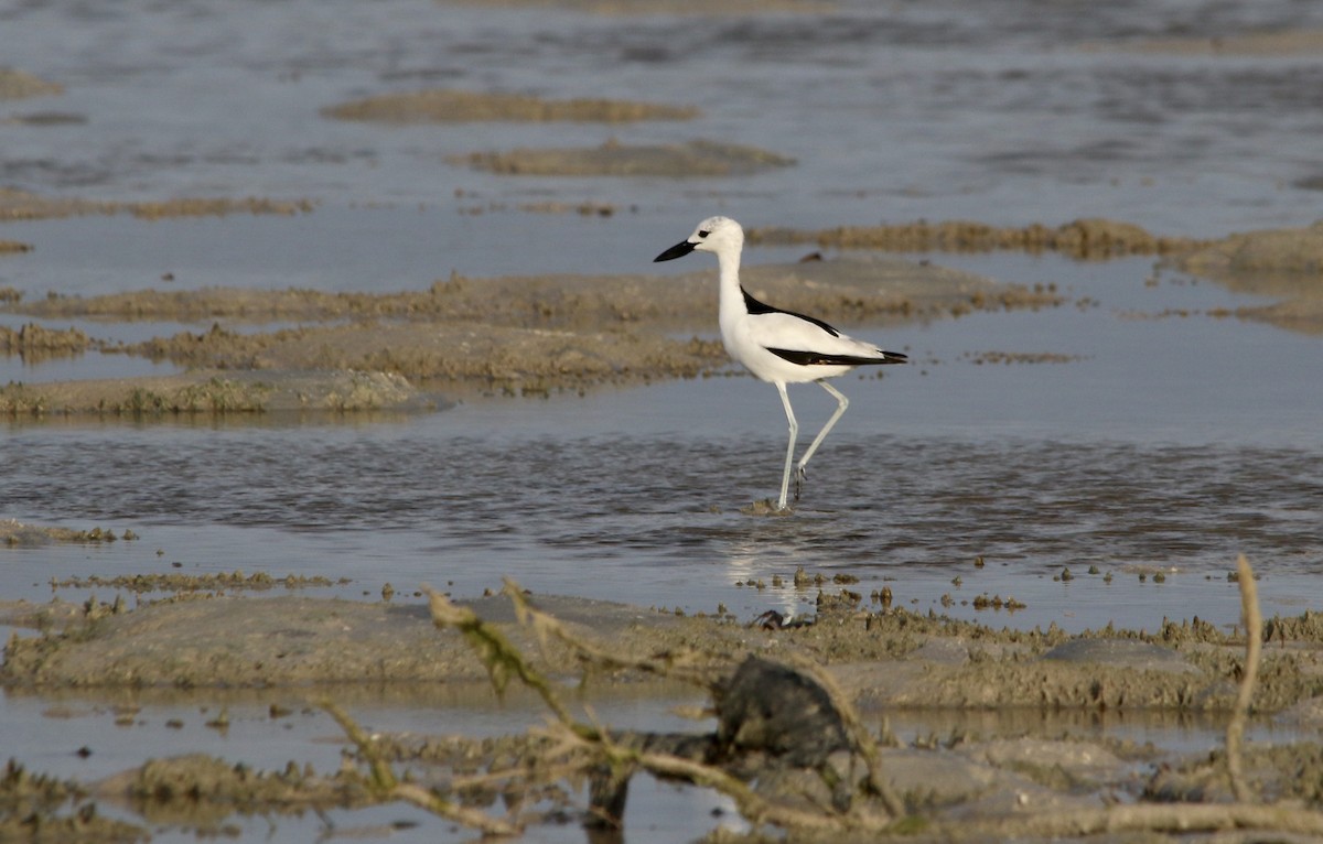 Crab-Plover - Mike Potter