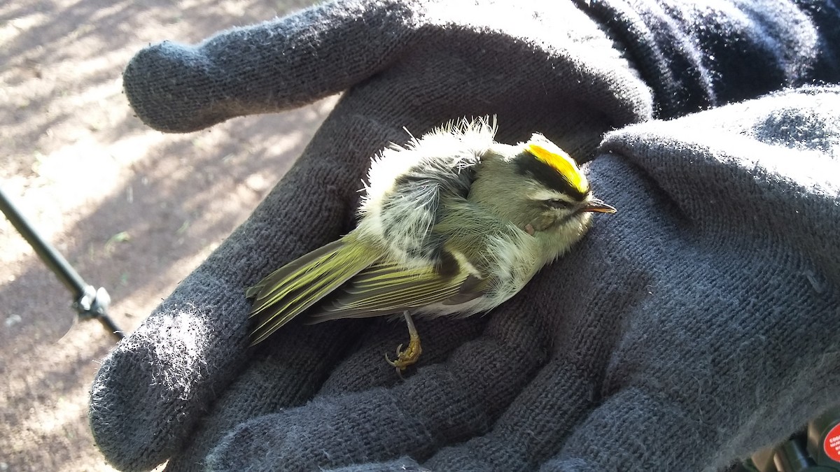 Golden-crowned Kinglet - ML120452191