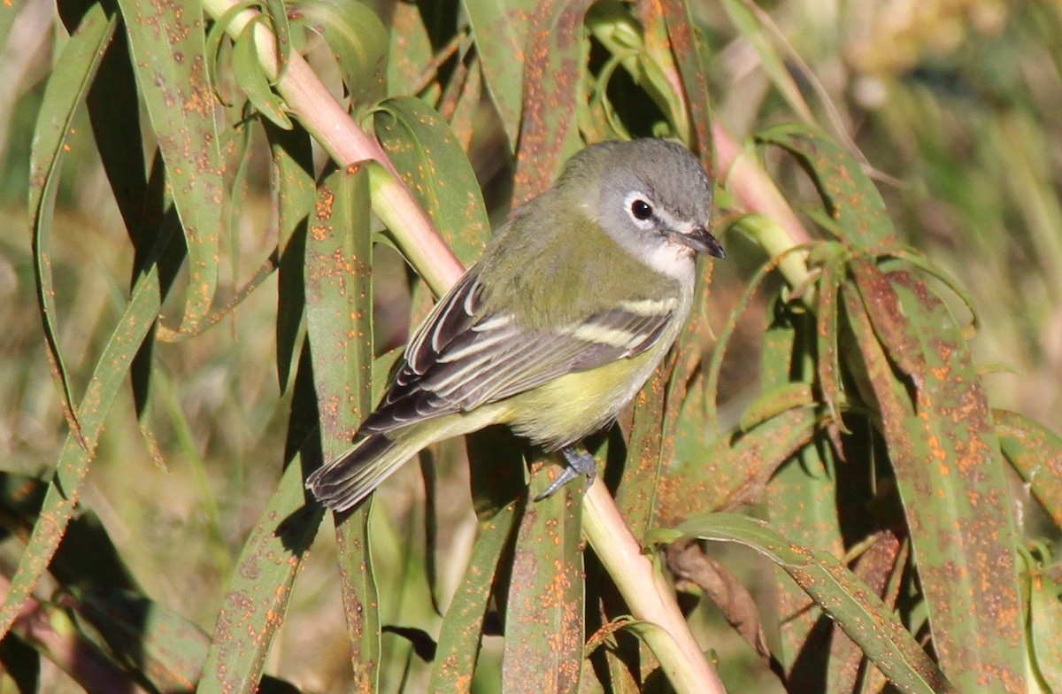 Blue-headed Vireo - ML120455131