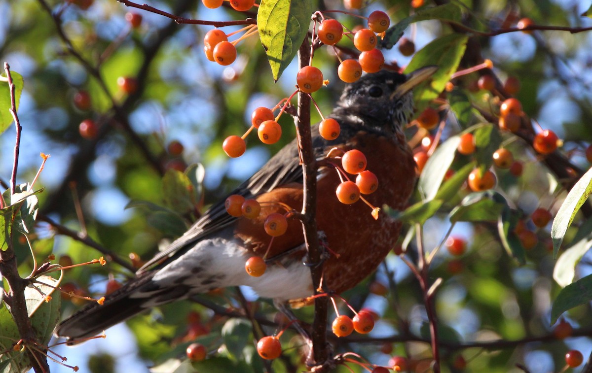 American Robin - ML120455411