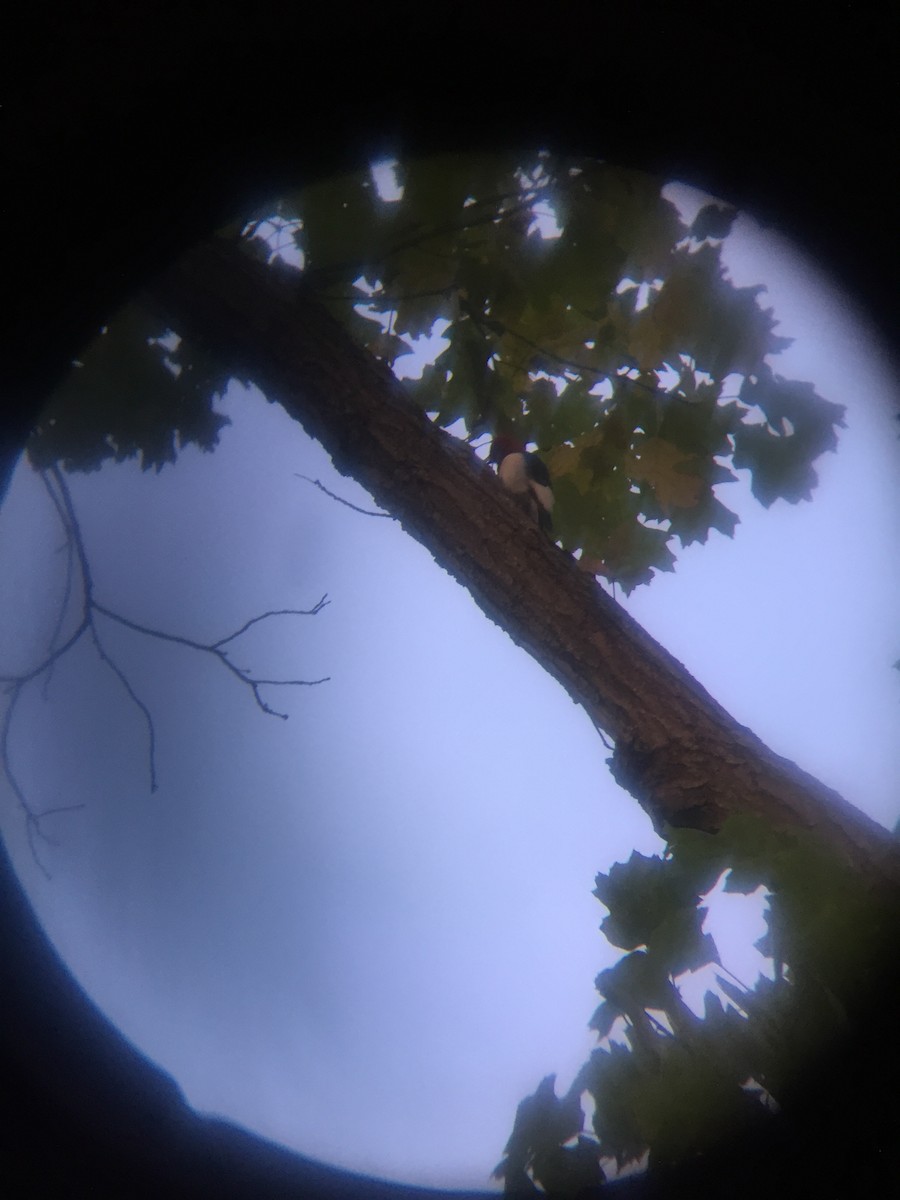 Red-headed Woodpecker - ML120456211