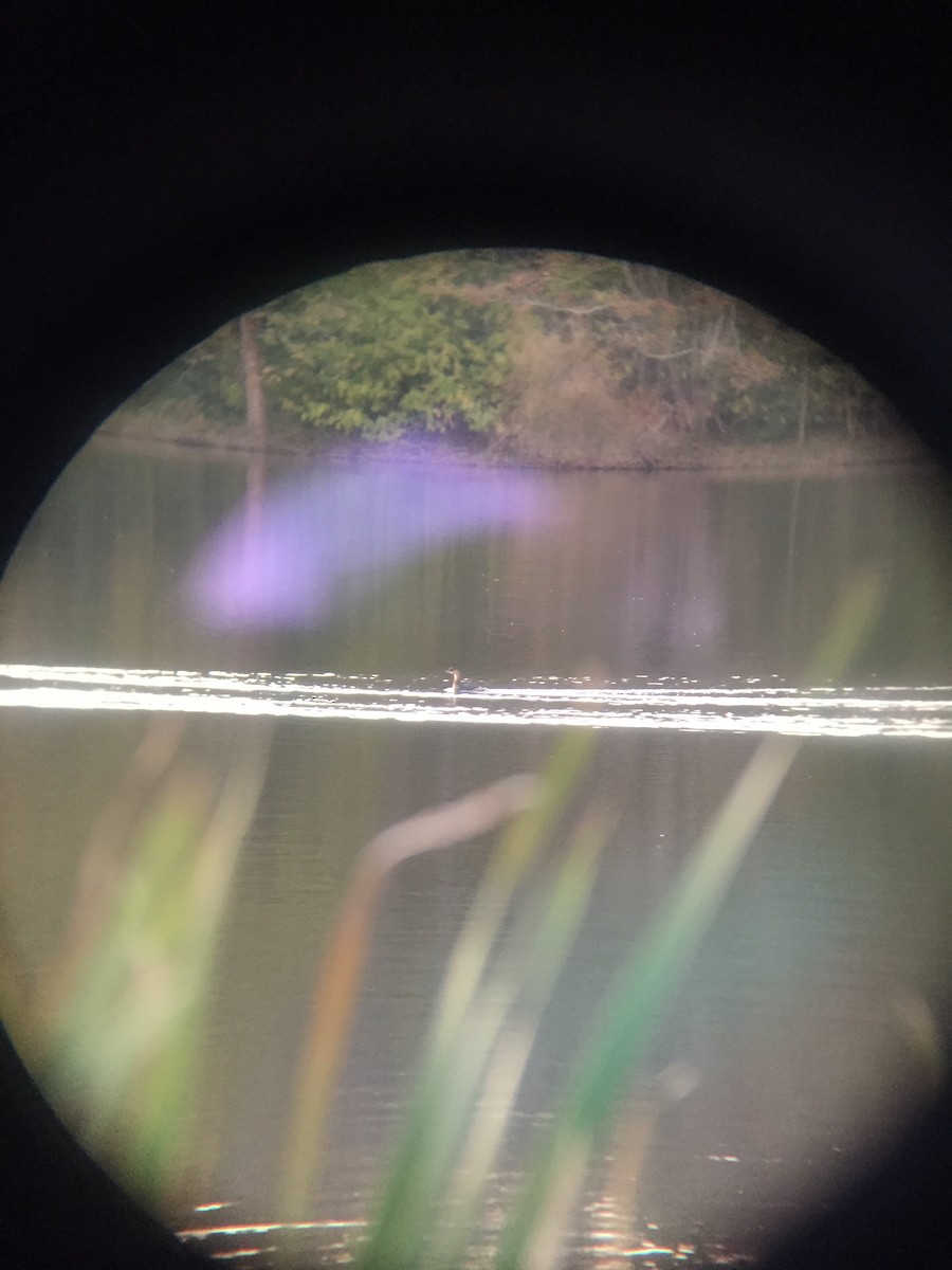 Pied-billed Grebe - ML120456341