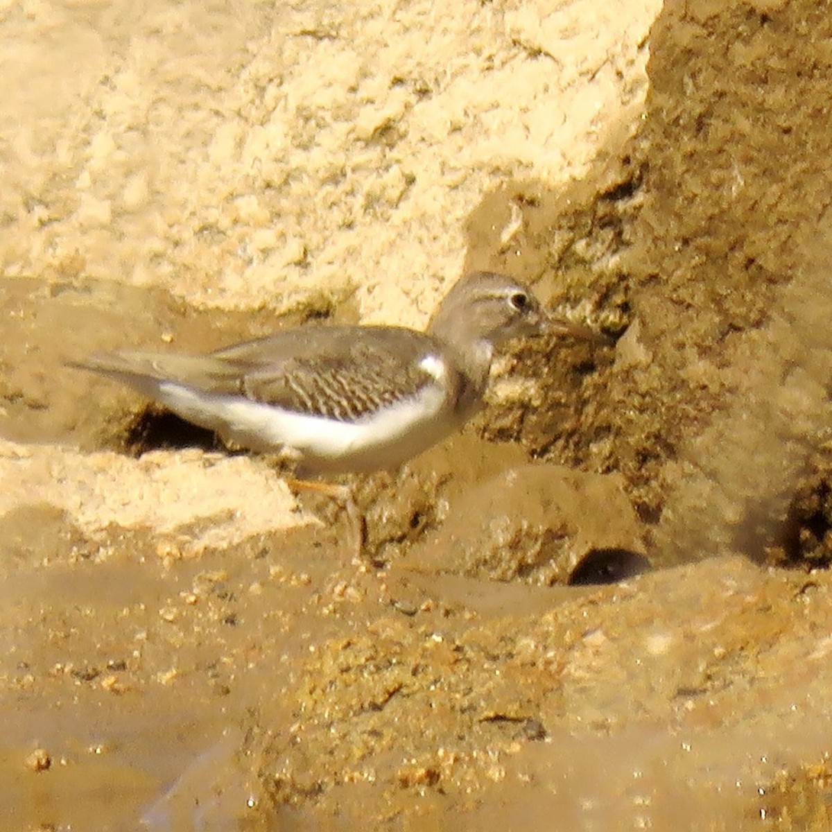 Spotted Sandpiper - Kathryn McGiffen
