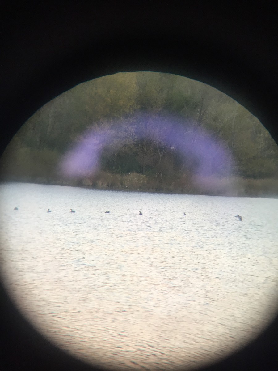 Pied-billed Grebe - ML120456371