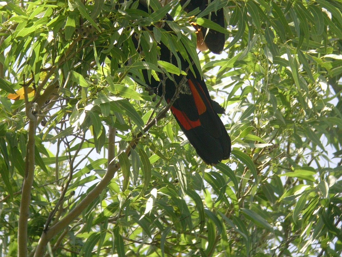 Red-tailed Black-Cockatoo - ML120456851