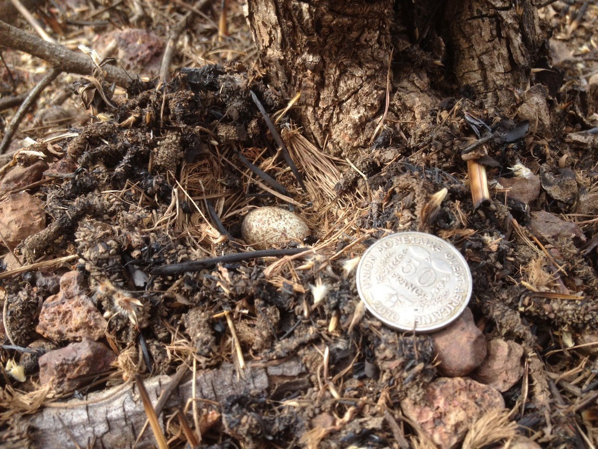 Chestnut-backed Sparrow-Lark - ML120456881