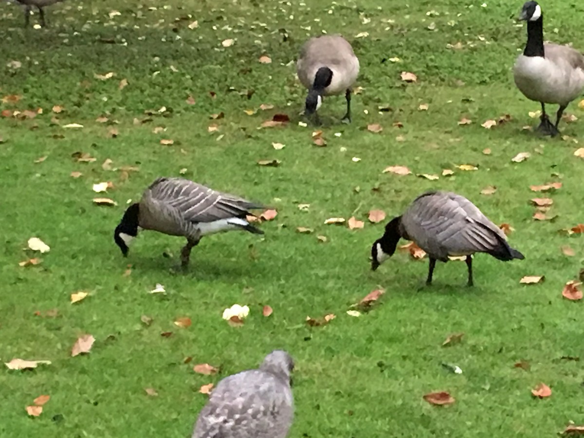 Cackling Goose - Toby  Bradshaw