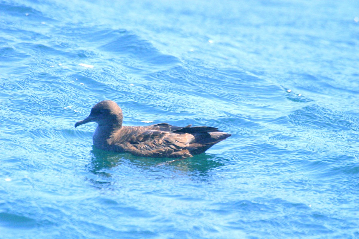 Sooty Shearwater - ML120460731