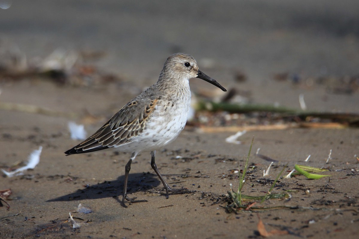 Dunlin - Diane St-Jacques