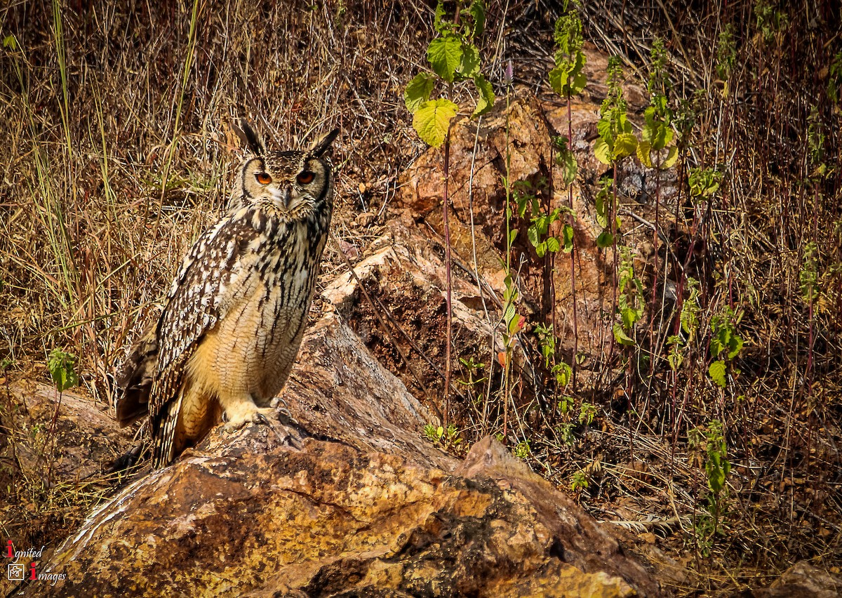Rock Eagle-Owl - ML120461631