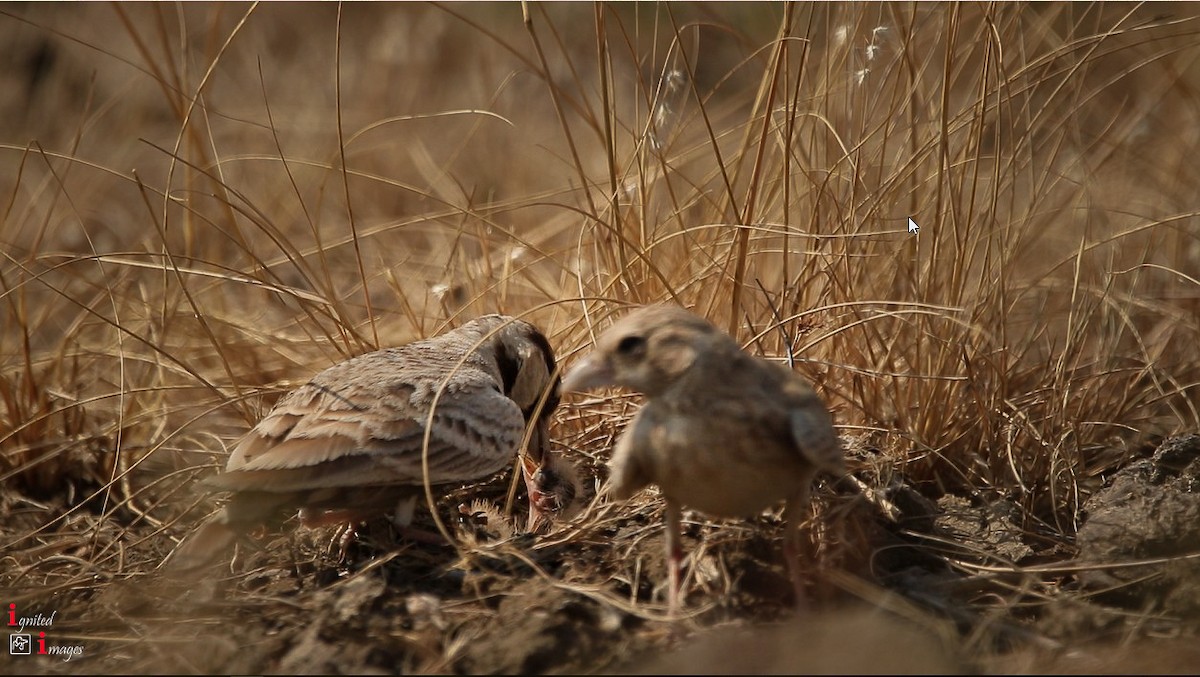 Ashy-crowned Sparrow-Lark - ML120461981
