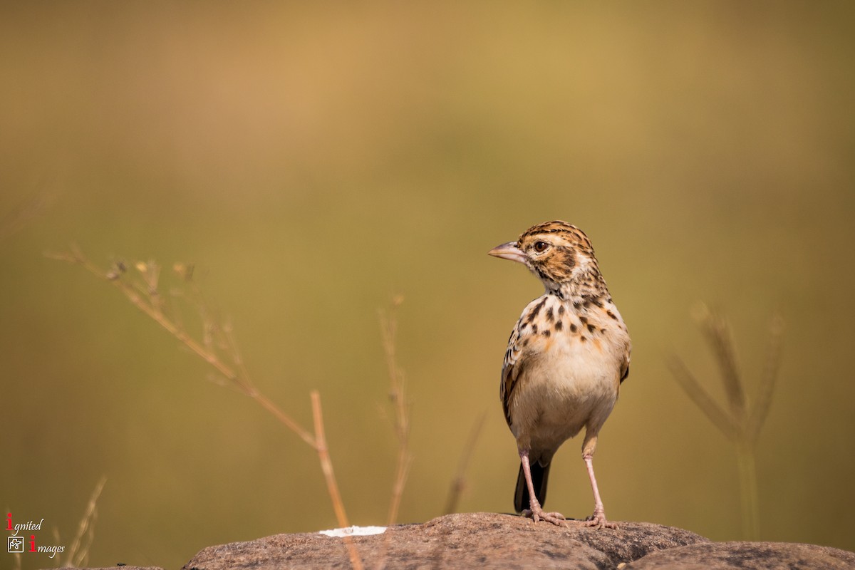 Indian Bushlark - ML120462301