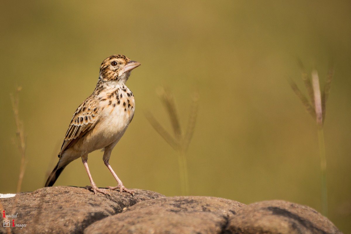 Indian Bushlark - ML120462321