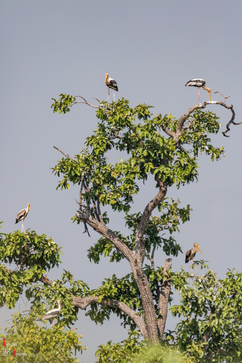 Painted Stork - ML120462351