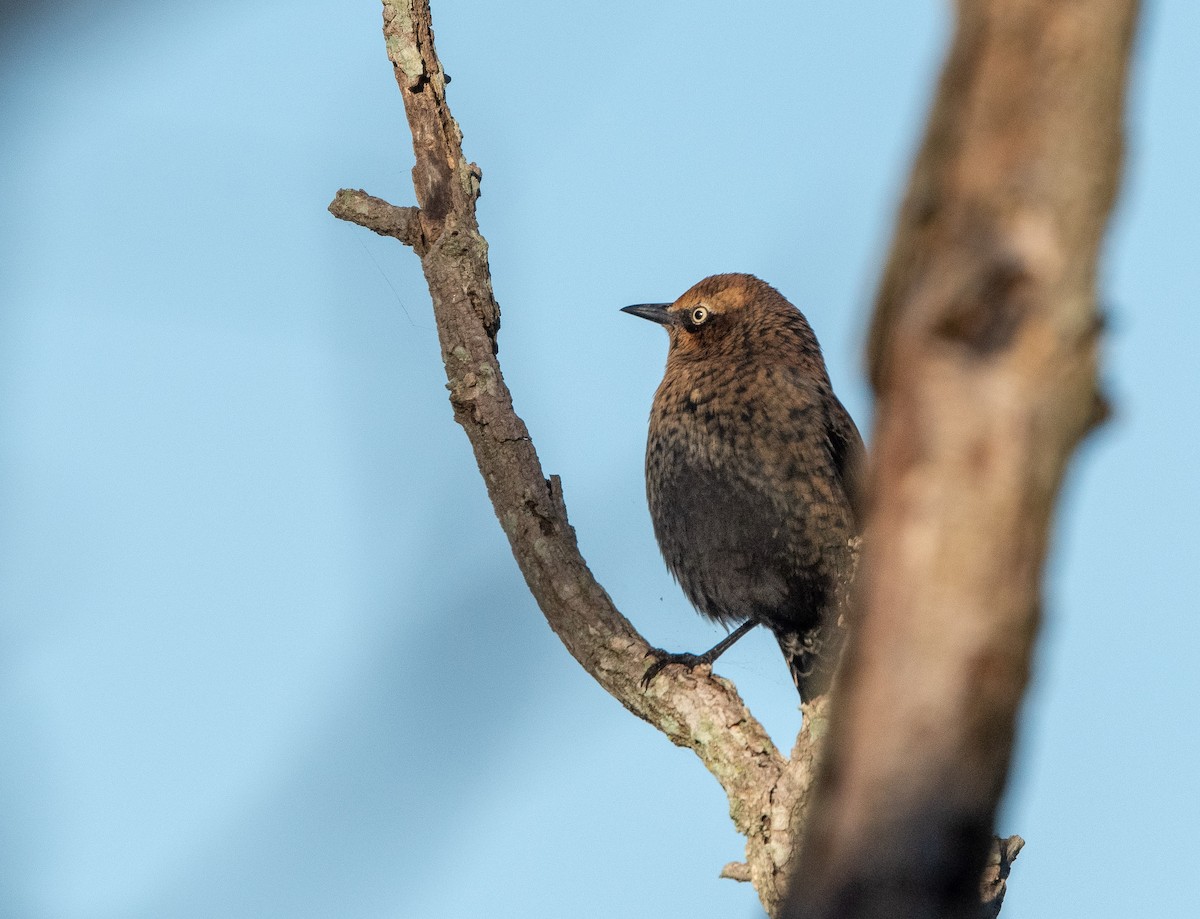 Rusty Blackbird - ML120463791