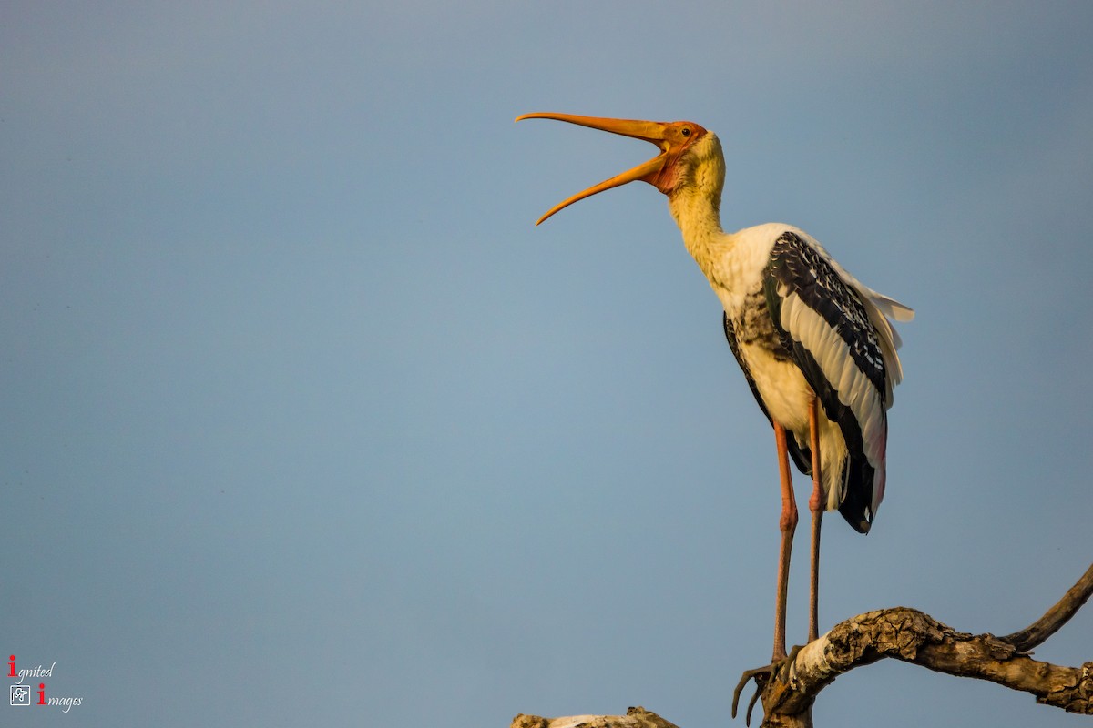 Painted Stork - ML120464191