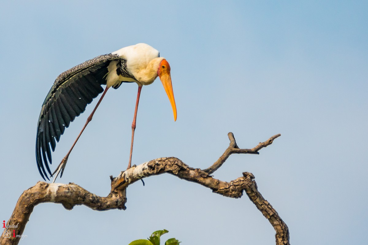 Painted Stork - ML120464231