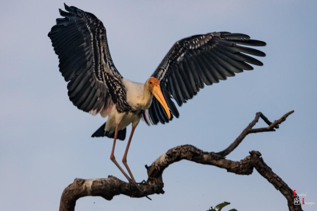 Painted Stork - ML120464241