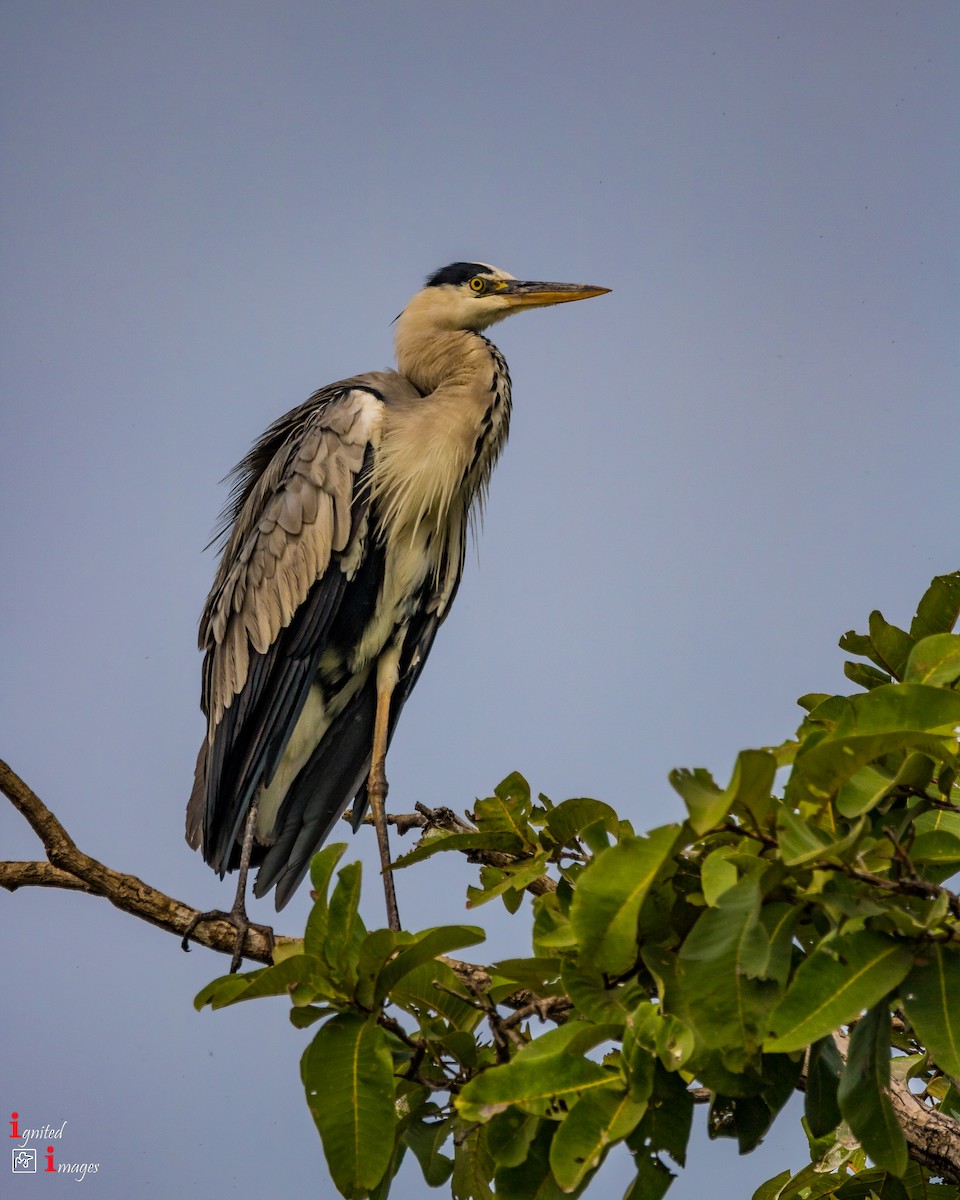 Gray Heron - ML120464291