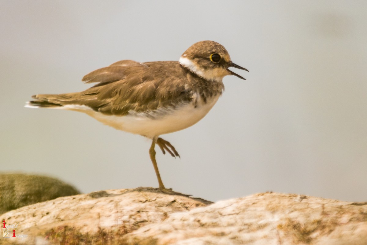 Little Ringed Plover - ML120464401