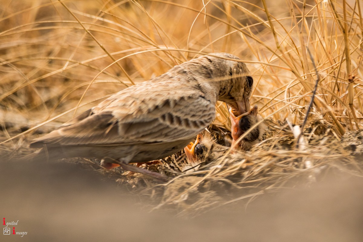 Ashy-crowned Sparrow-Lark - ML120464441