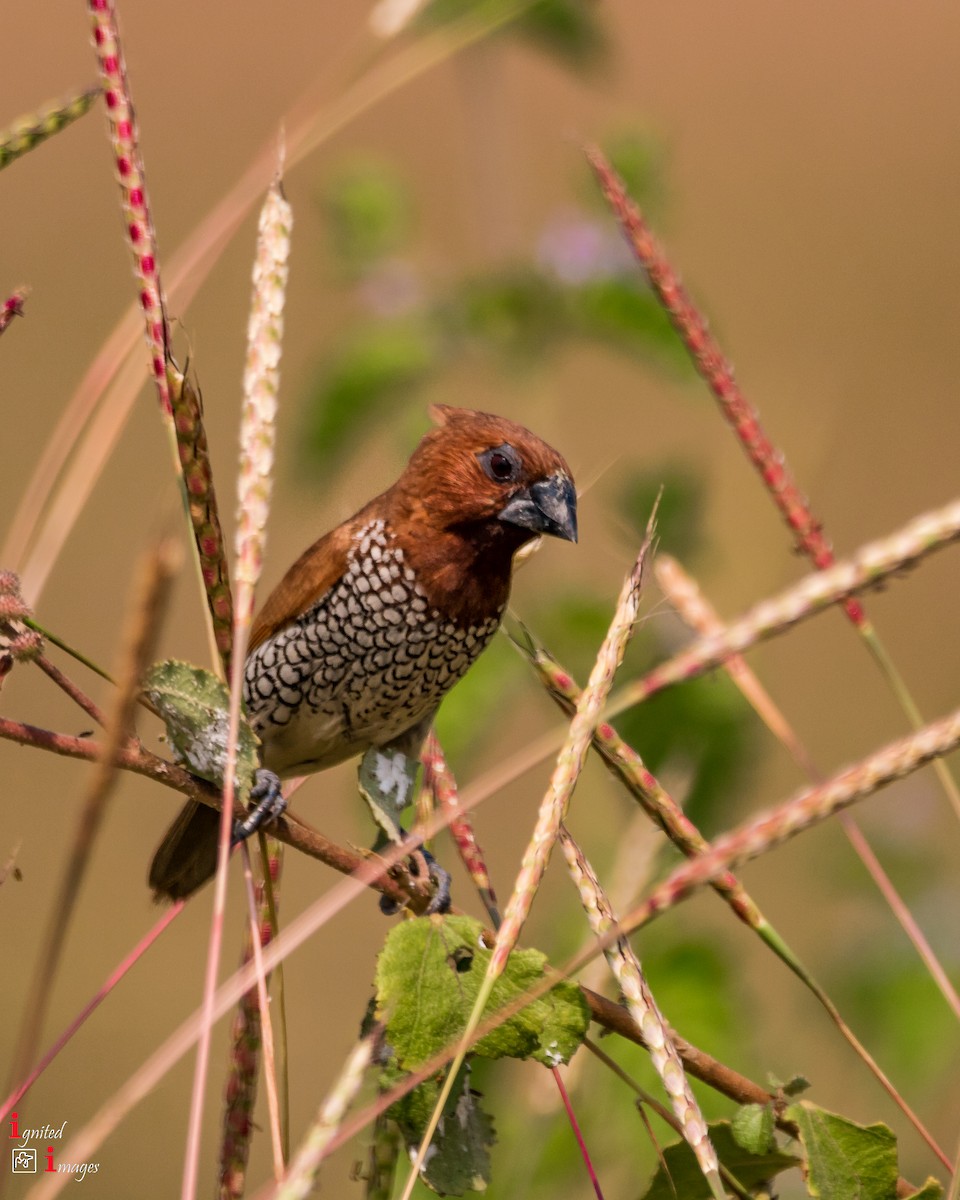 Scaly-breasted Munia - ML120464591