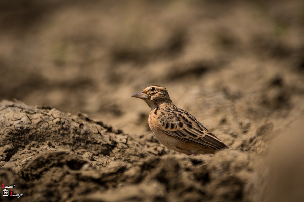Tawny Lark - ML120464671