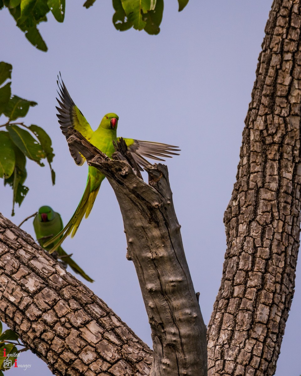 Rose-ringed Parakeet - ML120464751