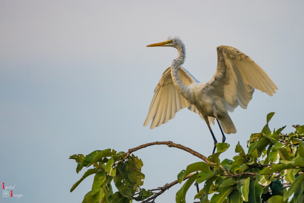 Great Egret - ML120464761