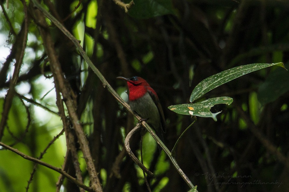 Crimson Sunbird - Wich’yanan Limparungpatthanakij