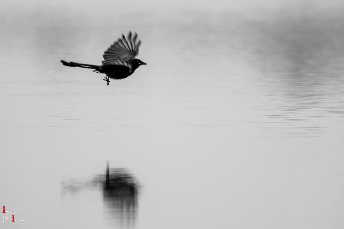 Black Drongo - ML120465531