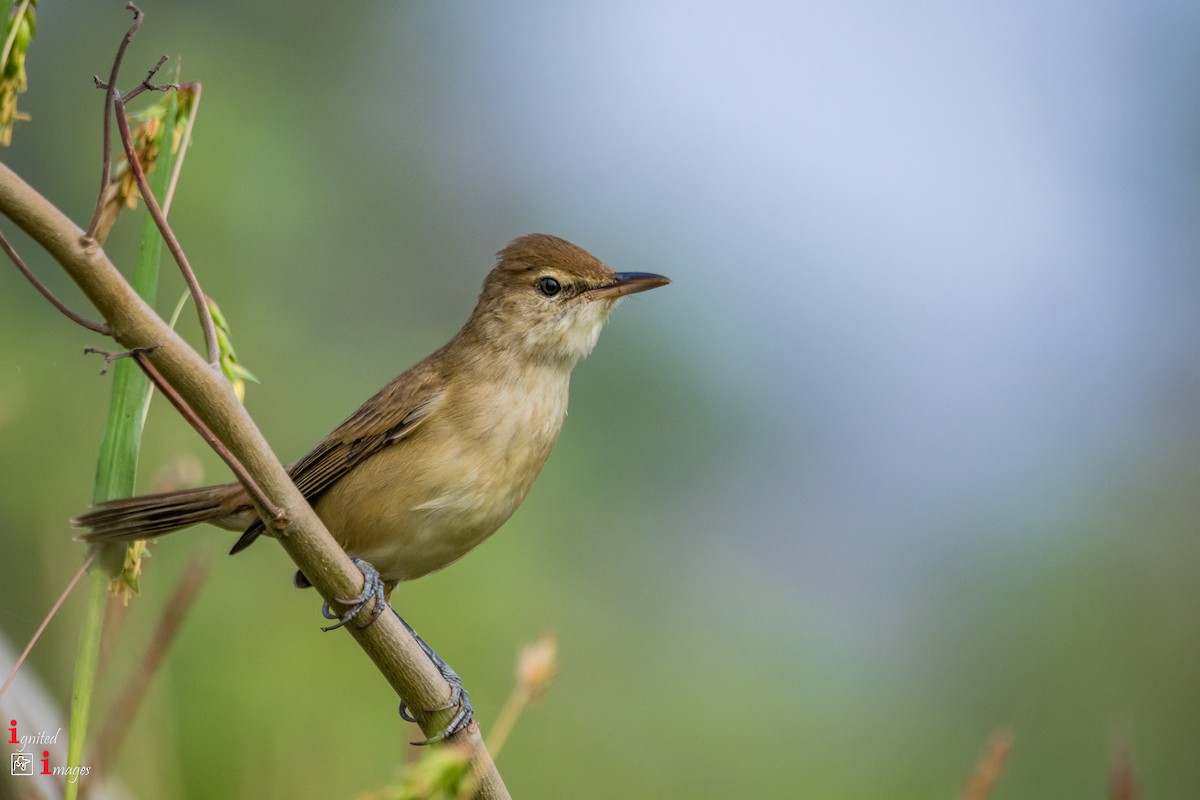 Clamorous Reed Warbler - ML120465601