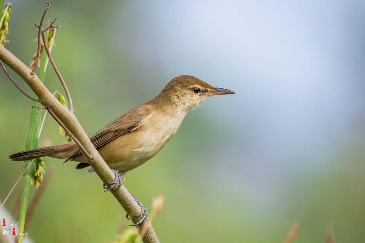 Clamorous Reed Warbler - ML120465621