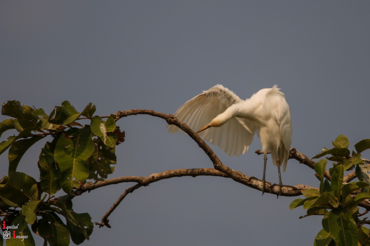 Eastern Cattle-Egret - ML120465761