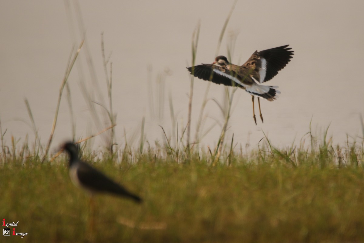 Red-wattled Lapwing - ML120465791
