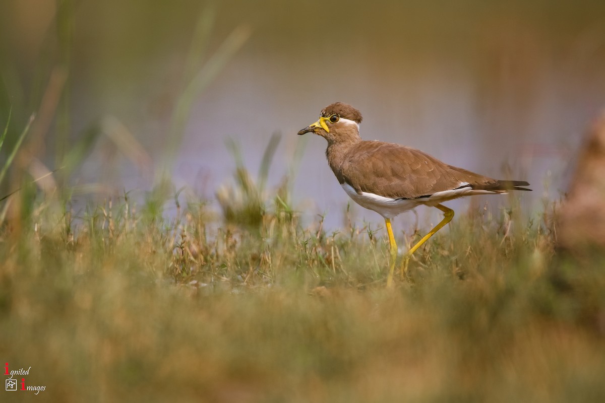 Yellow-wattled Lapwing - ML120465921