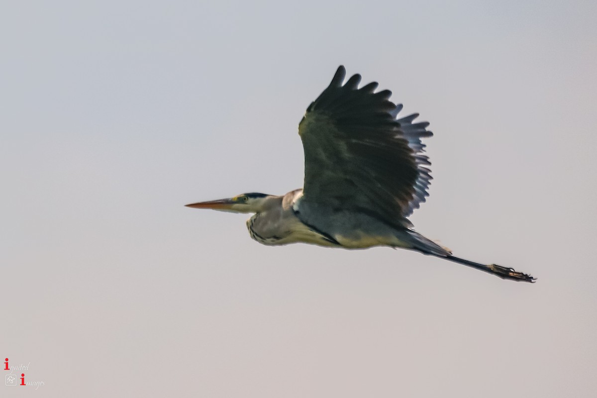 Gray Heron - ML120466141