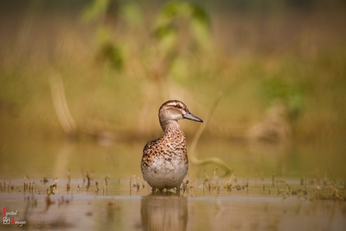 Garganey - ML120466311