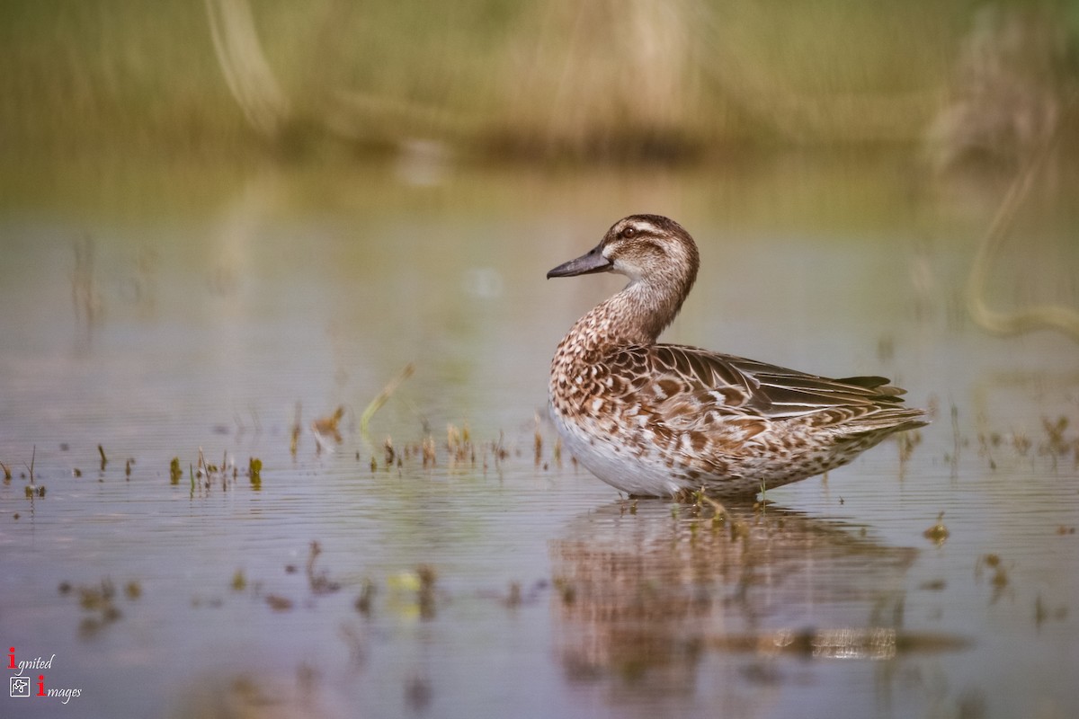 Garganey - ML120466321