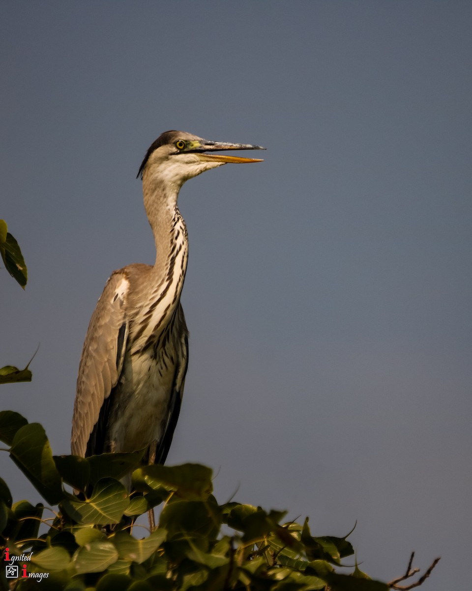 Gray Heron - ML120466331