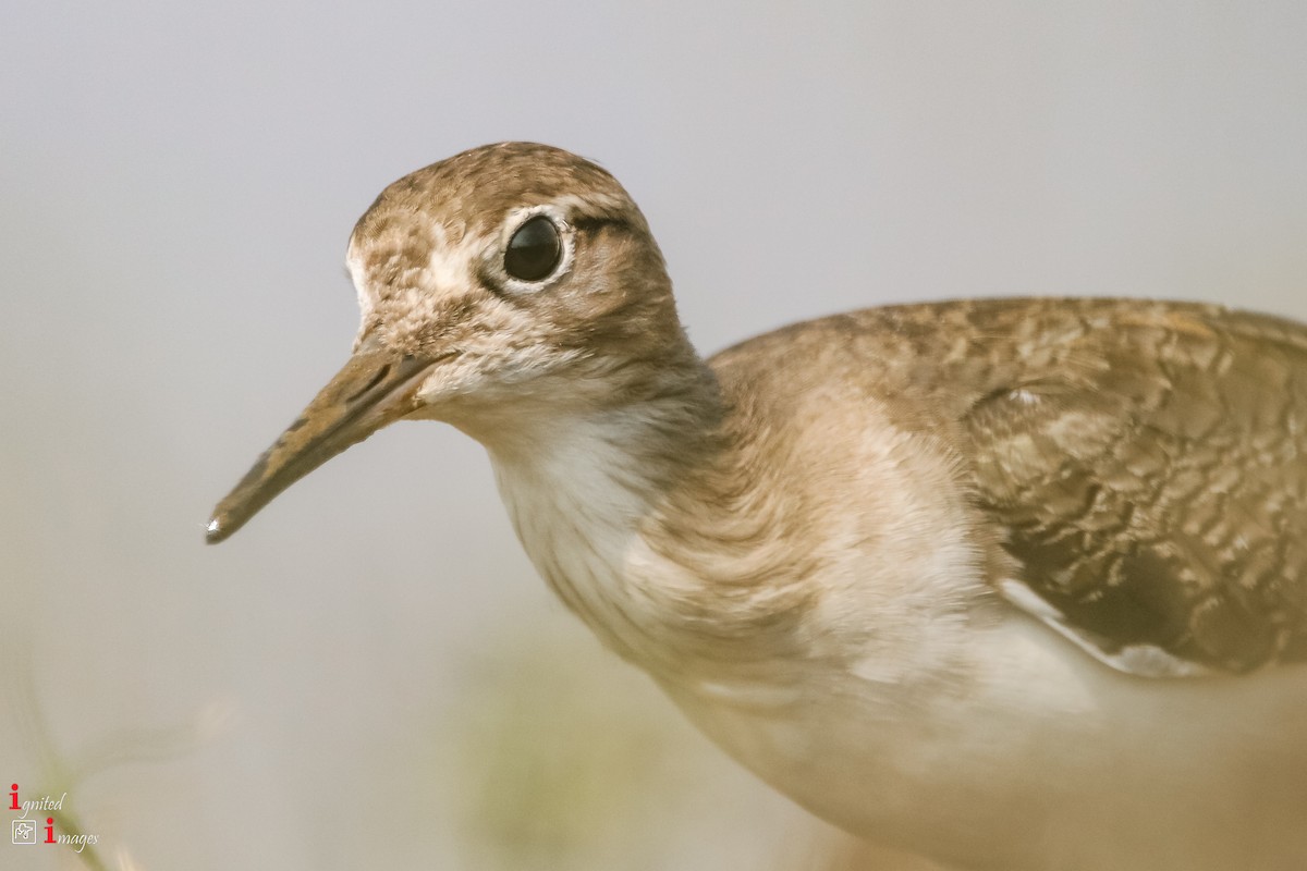 Common Sandpiper - ML120466361