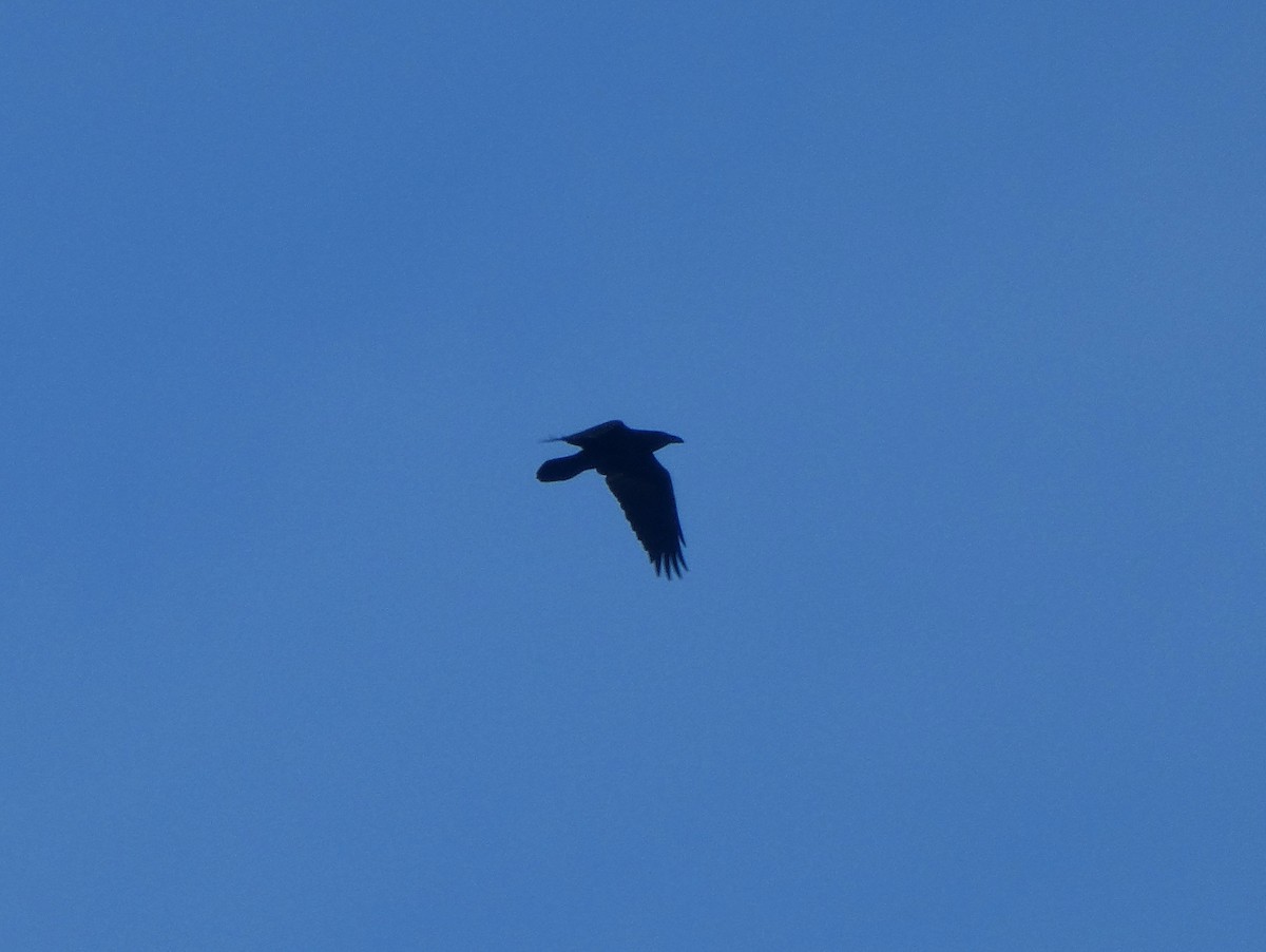 Common Raven - ML120471491