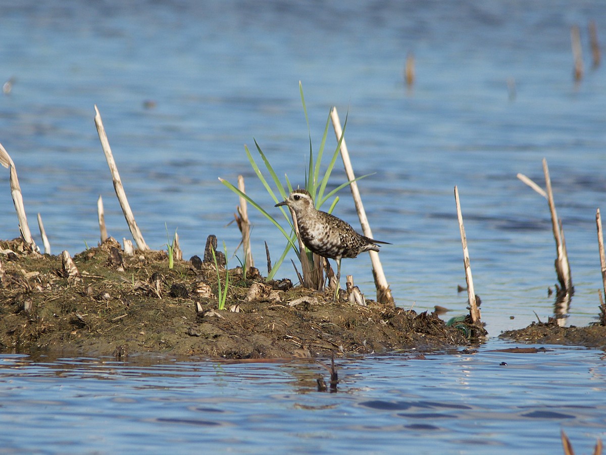 American Golden-Plover - ML120471731